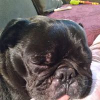 Schar's Veterinary Clinic ico