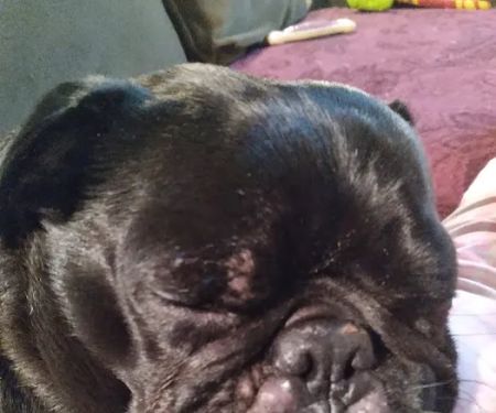 Schar's Veterinary Clinic