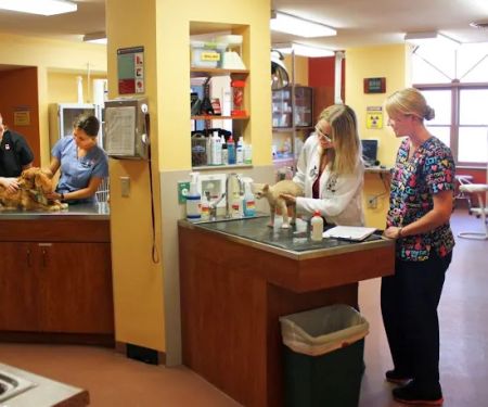 Odyssey Veterinary Care