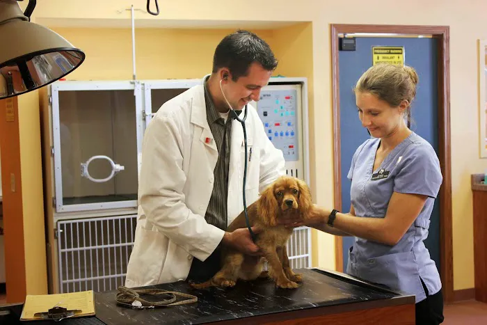 Odyssey Veterinary Care Picture 7