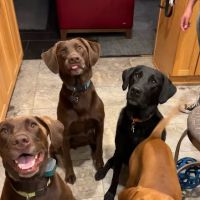 Arbor Ridge Pet Clinic ico