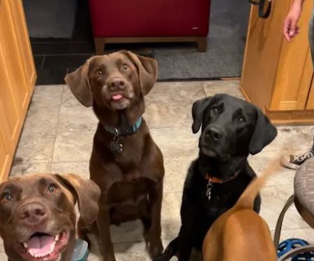 Arbor Ridge Pet Clinic