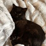 Fitchburg Veterinary Hospital