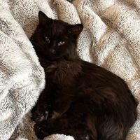 Fitchburg Veterinary Hospital ico