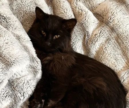 Fitchburg Veterinary Hospital