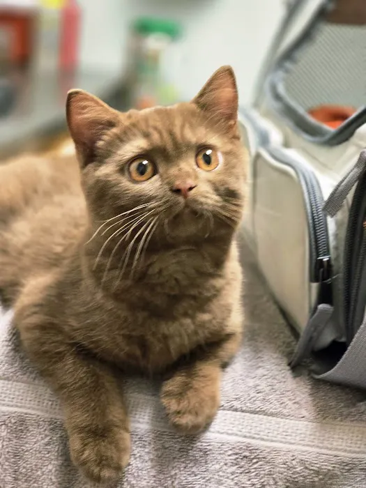 Fitchburg Veterinary Hospital Picture 2