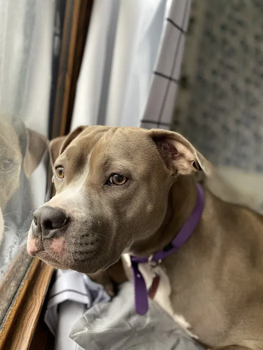 Fitchburg Veterinary Hospital Picture 3