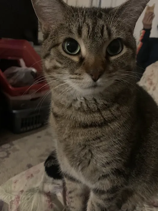 Fitchburg Veterinary Hospital Picture 7