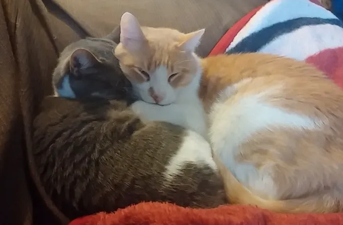 Muir Field Pet Clinic Ltd Picture 1