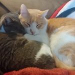 Muir Field Pet Clinic Ltd