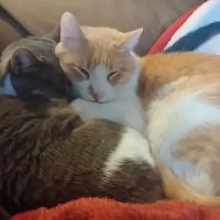 Muir Field Pet Clinic Ltd ico