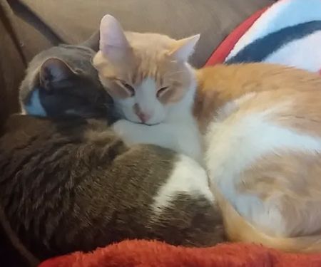 Muir Field Pet Clinic Ltd