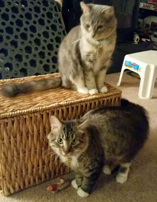 McFarland Animal Hospital Picture 1