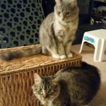 McFarland Animal Hospital