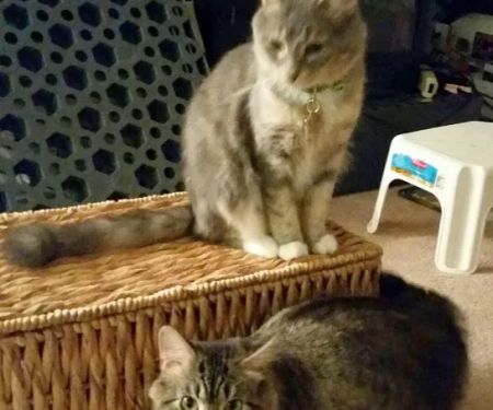 McFarland Animal Hospital