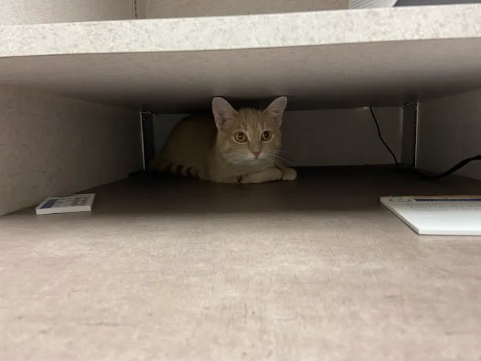 McFarland Animal Hospital Picture 2