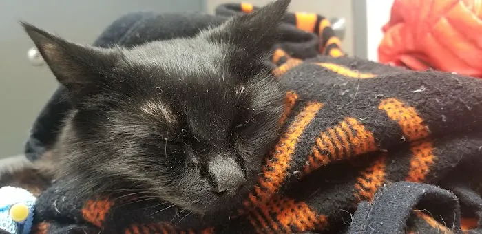 McFarland Animal Hospital Picture 6