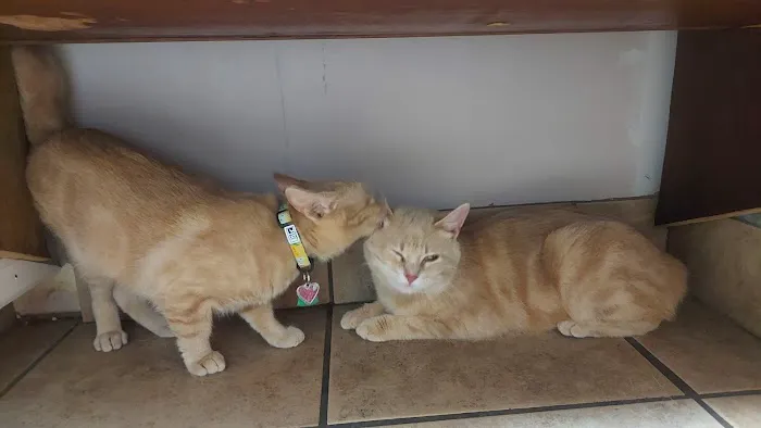 McFarland Animal Hospital Picture 5