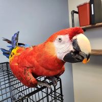 Spartan Animal Hospital ico