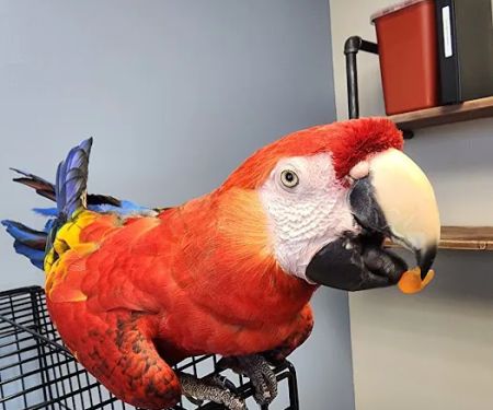 Spartan Animal Hospital