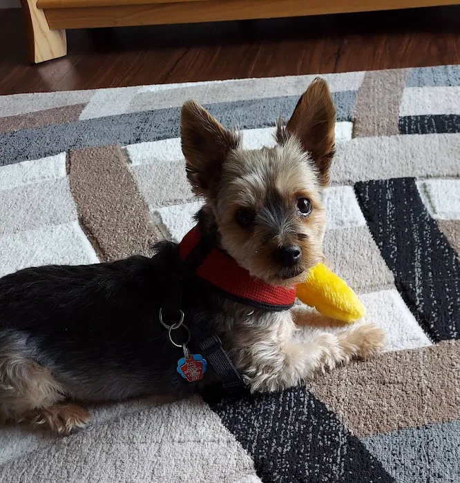 Spartan Animal Hospital Picture 5