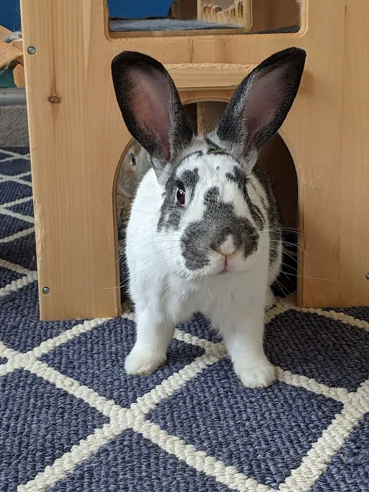 Spartan Animal Hospital Picture 4