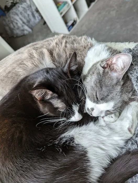 Companion Animal Hospital Picture 2