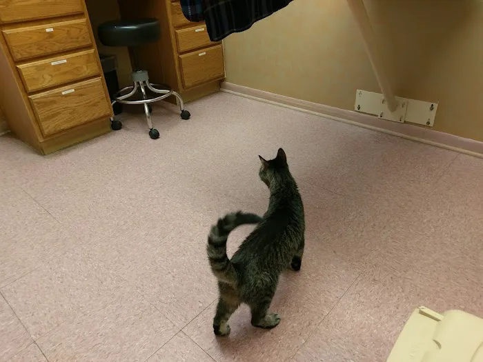 Companion Animal Hospital Picture 4