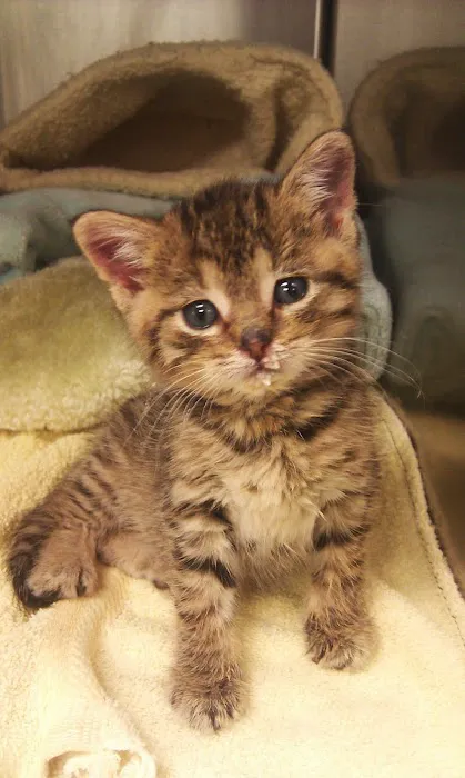 Companion Animal Hospital Picture 9