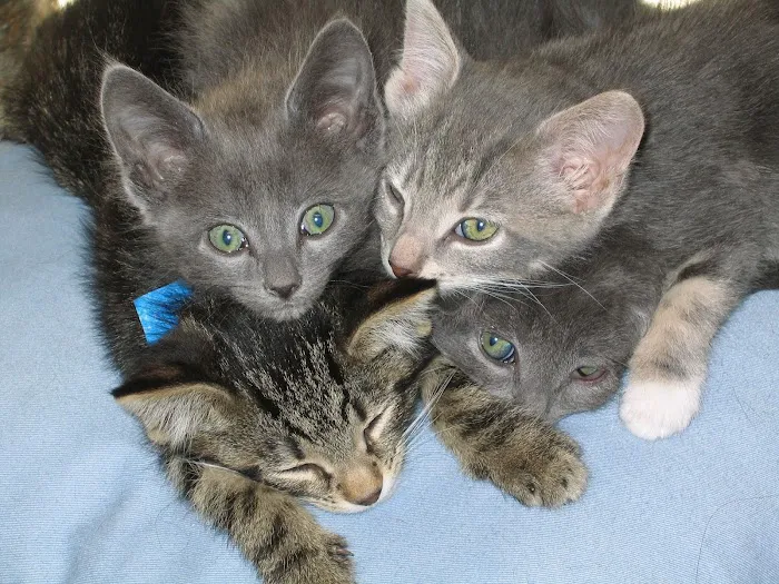 Companion Animal Hospital Picture 6