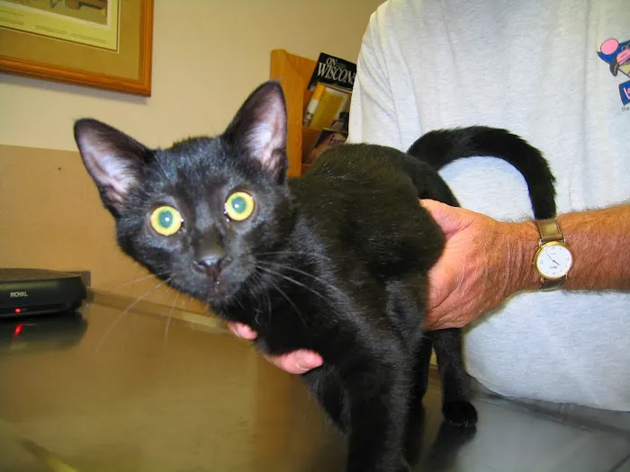 Companion Animal Hospital Picture 7