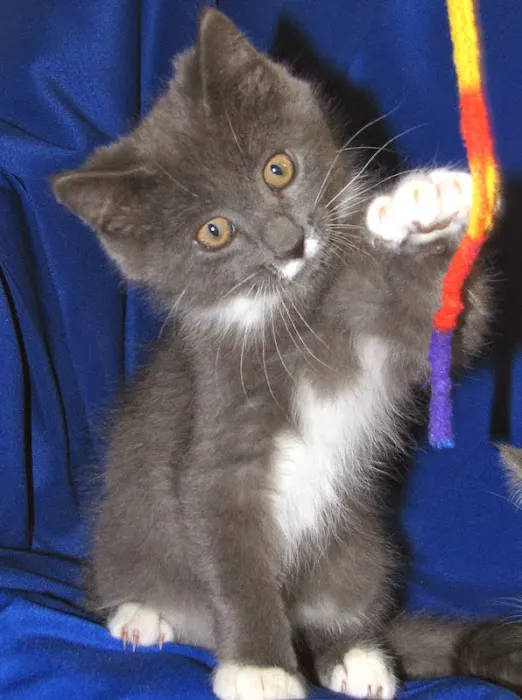 Companion Animal Hospital Picture 5