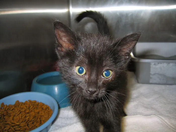 Companion Animal Hospital Picture 10