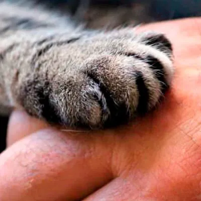 Galaxy Vet Services Picture 5