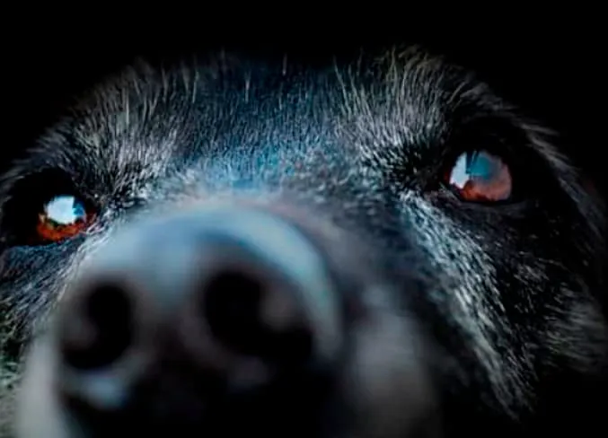 Galaxy Vet Services Picture 6