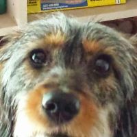 Beltline Animal Hospital ico