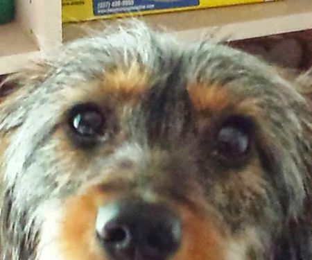 Beltline Animal Hospital