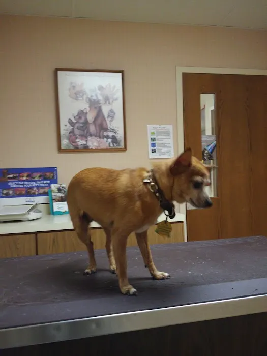 Beltline Animal Hospital Picture 4