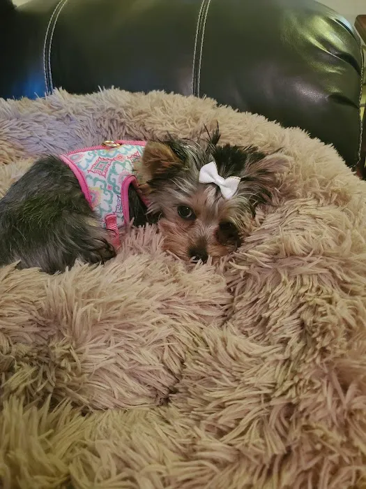 Beltline Animal Hospital Picture 2