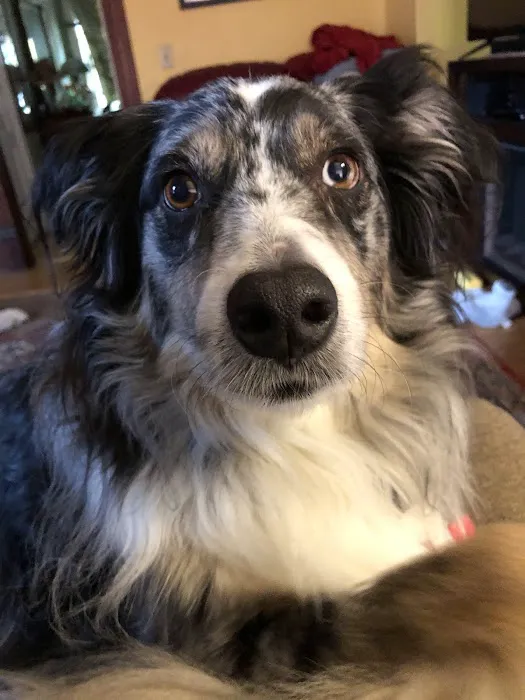 Beltline Animal Hospital Picture 3