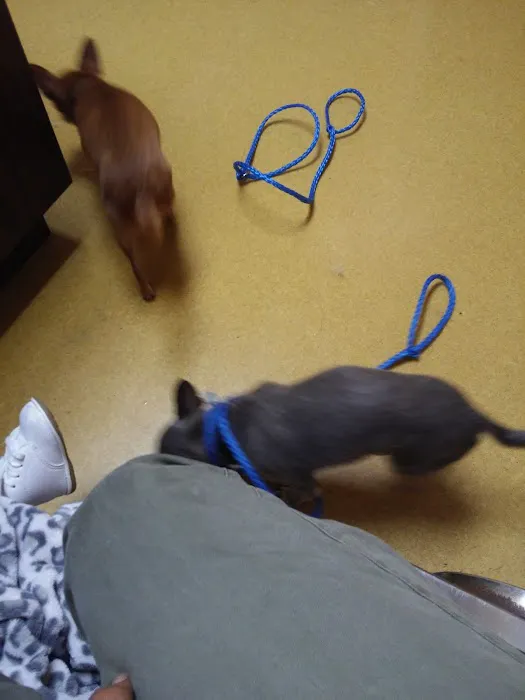 Beltline Animal Hospital Picture 7