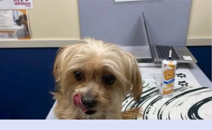 Citywide Pet Clinic Picture 2