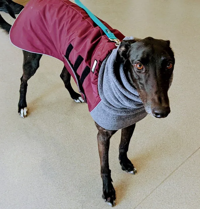 Citywide Pet Clinic Picture 4