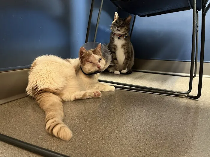 Citywide Pet Clinic Picture 6