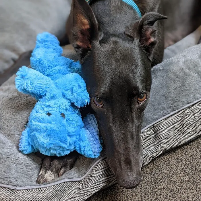 Citywide Pet Clinic Picture 8