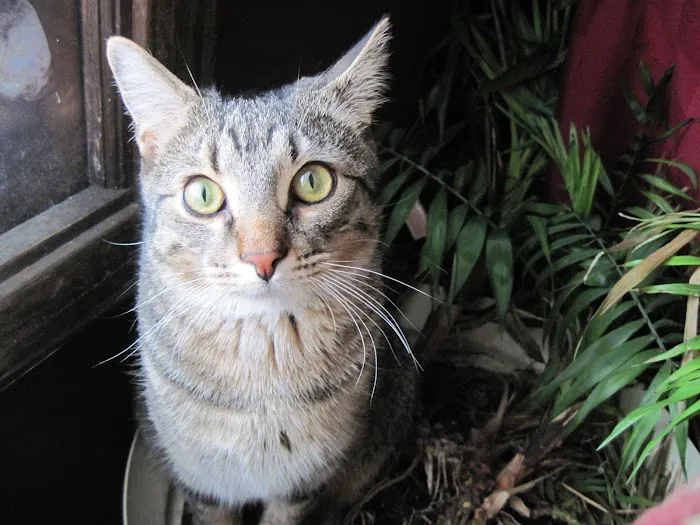 Parkland Plaza Veterinary Clinic Picture 4