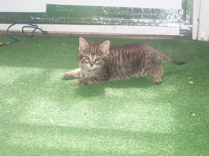 Parkland Plaza Veterinary Clinic Picture 2