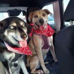 Crawford Animal Hospital