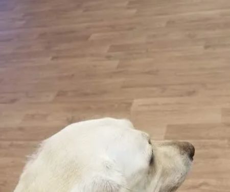 Healthy Paws Animal Clinic-Greenfield