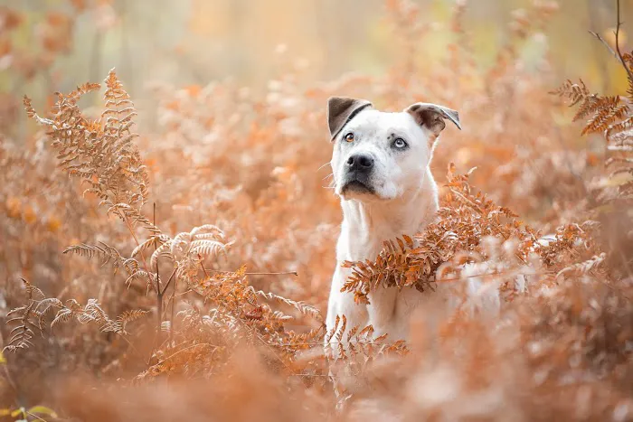 Midwest Veterinary Specialists Picture 6